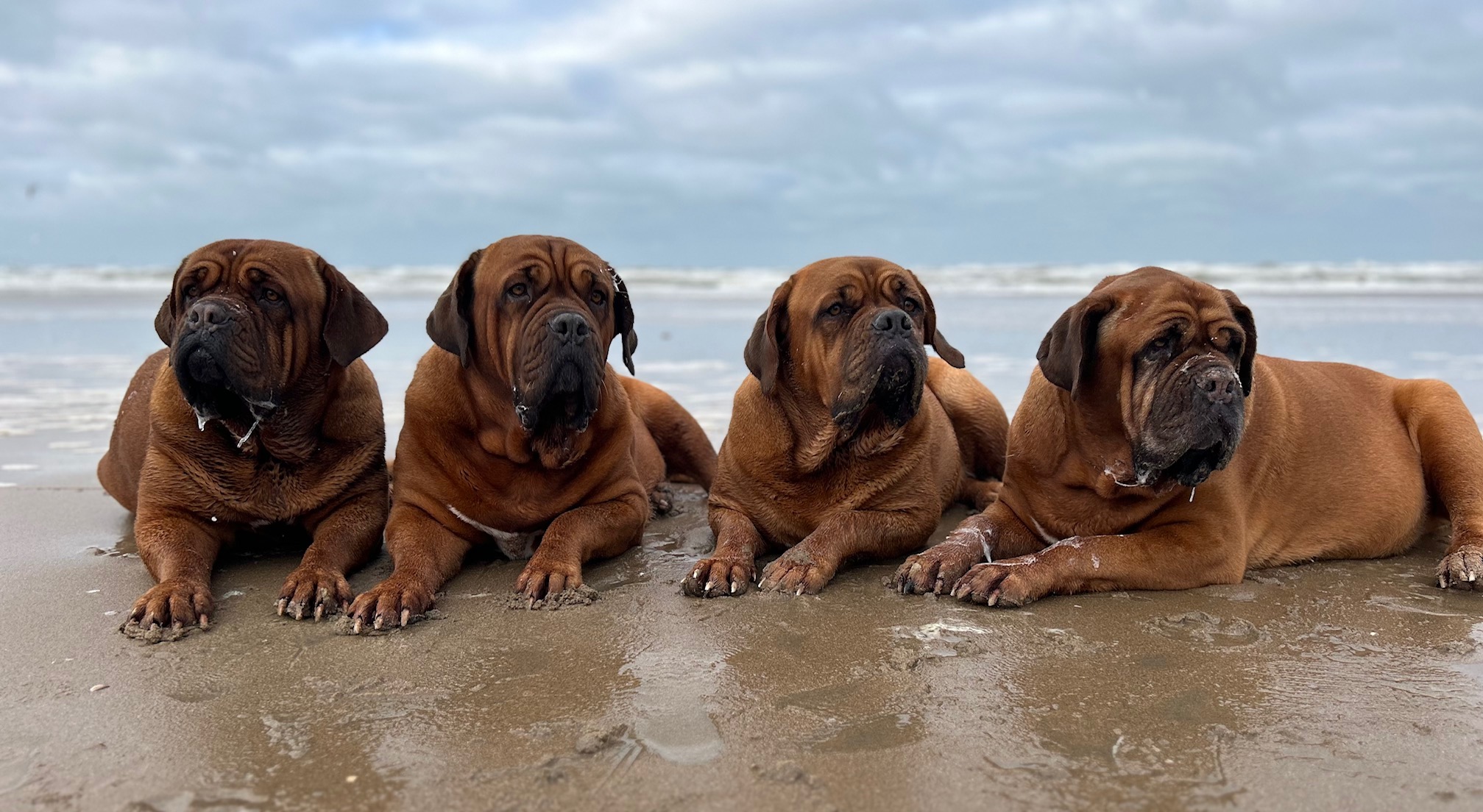 Quuens of Petrich - Hunde am Meer